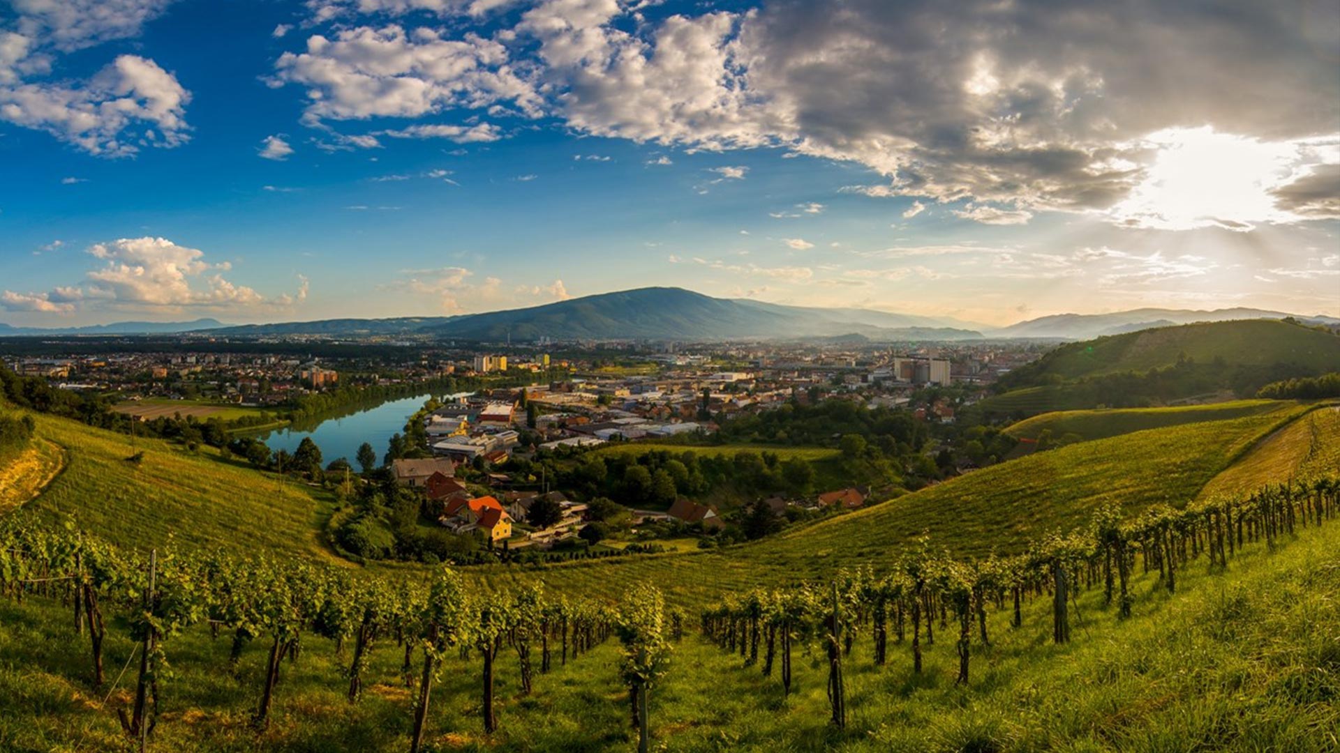 Vinice nad Mariborem: chuť slovinského Štýrska